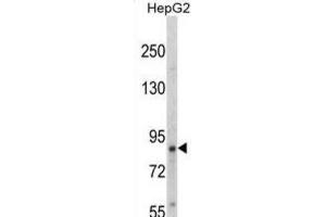Western Blotting (WB) image for anti-Neurotrophic Tyrosine Kinase, Receptor, Type 1 (NTRK1) (pTyr791) antibody (ABIN3003427) (TRKA Antikörper  (pTyr791))