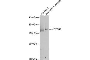 Western blot analysis of extracts of various cell lines, using NOTCH3 antibody (ABIN1681077, ABIN3015390, ABIN3015391 and ABIN6214032) at 1:1000 dilution. (NOTCH3 Antikörper  (AA 751-850))