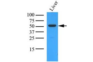 Western Blotting (WB) image for anti-Ornithine Aminotransferase (OAT) (AA 33-439) antibody (ABIN487352) (OAT Antikörper  (AA 33-439))