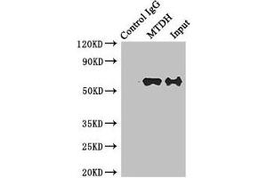 Immunoprecipitating MTDH in Hela whole cell lysate Lane 1: Rabbit control IgG instead of (1 μg) instead of ABIN7165774 in Hela whole cell lysate. (MTDH Antikörper  (AA 1-260))