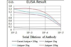 Black line: Control Antigen (100 ng), Purple line: Antigen(10 ng), Blue line: Antigen (50 ng), Red line: Antigen (100 ng), (TGFBR3 Antikörper  (AA 147-328))