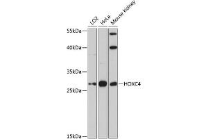 Western blot analysis of extracts of various cell lines, using HOXC4 antibody (ABIN6129027, ABIN6141951, ABIN6141953 and ABIN6224845) at 1:3000 dilution. (HOXC4 Antikörper  (AA 30-130))