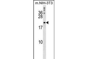 Western Blotting (WB) image for anti-BCL2-Like 2 (BCL2L2) (AA 24-59) antibody (ABIN388097)
