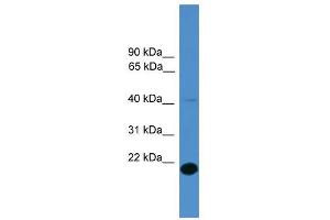 WB Suggested Anti-TMEM166 Antibody Titration: 0.