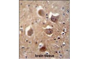 TDRD7 antibody (C-term) (ABIN654935 and ABIN2844578) immunohistochemistry analysis in formalin fixed and paraffin embedded human brain tissue followed by peroxidase conjugation of the secondary antibody and DAB staining. (TDRD7 Antikörper  (C-Term))
