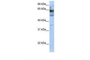 Image no. 1 for anti-Zinc Finger Protein 564 (ZNF564) (AA 110-159) antibody (ABIN6739118) (ZNF564 Antikörper  (AA 110-159))