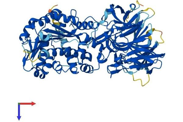 LCMT2 Protein (AA 1-686) (His tag)