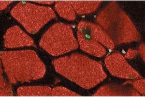Immunofluorescent staining of rabbit muscle with anti-Stat5 antibody.