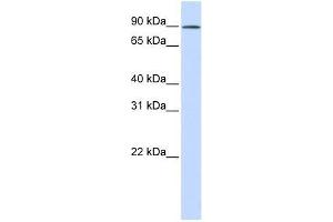 C2orf3 antibody used at 0. (GCFC2 Antikörper  (N-Term))