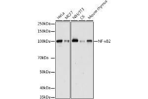 Western blot analysis of extracts of various cell lines, using NF-κB2 antibody (ABIN6134836, ABIN6144575, ABIN6144578 and ABIN7101777) at 1:1000 dilution. (NFKB2 Antikörper)