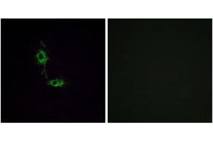 Immunofluorescence analysis of HeLa cells, using GluR1 (Ab-849) Antibody. (Glutamate Receptor 1 Antikörper  (AA 816-865))
