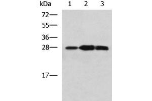 Western blot analysis of Mouse kidney tissue Raji and Jurkat cell lysates using PLEKHF2 Polyclonal Antibody at dilution of 1:1400 (PLEKHF2 Antikörper)