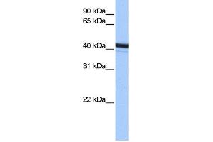 WB Suggested Anti-ACTR1B Antibody Titration: 0. (ACTR1B Antikörper  (C-Term))