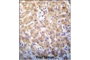 STX2 Antibody (Center) (ABIN656401 and ABIN2845695) immunohistochemistry analysis in formalin fixed and paraffin embedded human liver tissue followed by peroxidase conjugation of the secondary antibody and DAB staining. (STX2 Antikörper  (AA 123-152))