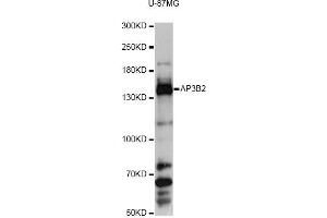 Western blot analysis of extracts of U-87MG cells, using AP3B2 antibody (ABIN6291770) at 1:3000 dilution. (AP3B2 Antikörper)