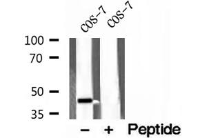 Western blot analysis of extracts of COS-7 cells, using ACADS antibody. (ACADS Antikörper)