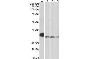ABIN571272 (0. (NEK7 Antikörper  (AA 274-286))