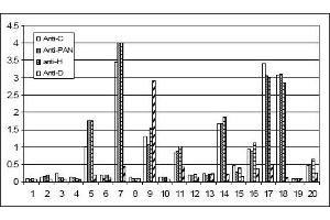 Image no. 1 for anti-Growth Differentiation Factor 15 (GDF15) (N-Term), (Variant D) antibody (ABIN453965) (GDF15 Antikörper  (N-Term, Variant D))