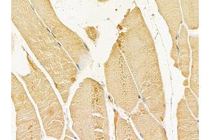 Aurora A Mouse Monoclonal Antibody at 1/100 staining mouse pancreatic tissue by IHC-P.