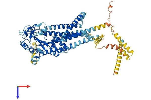 PKD2L2 Protein (AA 1-621) (His tag)