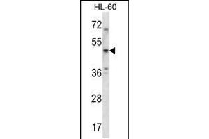 Western blot analysis in HL-60 cell line lysates (35ug/lane). (5HT1B Receptor Antikörper  (AA 225-253))