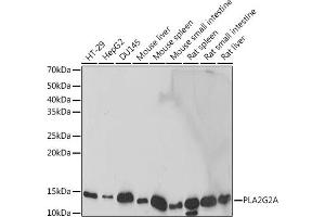 Western blot analysis of extracts of various cell lines, using PLG2A antibody (ABIN7269334) at 1:1000 dilution. (PLA2G2A Antikörper)