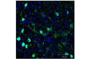 Immunofluorescence Microscopy of GFP GOAT Antibody. (GFP Antikörper  (AA 246) (Biotin))