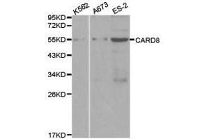 Western Blotting (WB) image for anti-Caspase Recruitment Domain Family, Member 8 (CARD8) antibody (ABIN1871444) (CARD8 Antikörper)