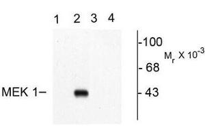 Image no. 1 for anti-Mitogen-Activated Protein Kinase Kinase 1 (MAP2K1) (pThr292) antibody (ABIN372665) (MEK1 Antikörper  (pThr292))