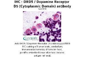 Image no. 1 for anti-Dopamine Receptor D5 (DRD5) (3rd Cytoplasmic Domain) antibody (ABIN1733787) (DRD5 Antikörper  (3rd Cytoplasmic Domain))