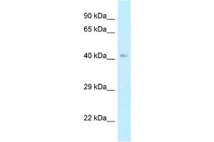 WB Suggested Anti-Ahcy Antibody Titration: 1. (AHCY Antikörper  (N-Term))