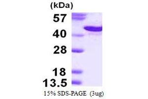 Image no. 1 for Syndecan 1 (SDC1) protein (His tag) (ABIN1098237) (Syndecan 1 Protein (SDC1) (His tag))