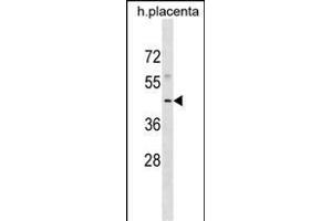 WIPI1 Antibody (N-term) (ABIN1882152 and ABIN2838988) western blot analysis in human placenta tissue lysates (35 μg/lane).