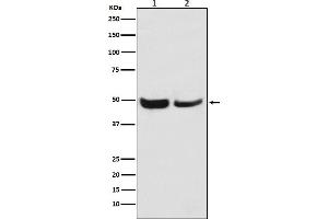 Western blot analysis of SKP2 expression in (1) Jurkat cell lysate, (2) NIH/3T3 cell lysate.