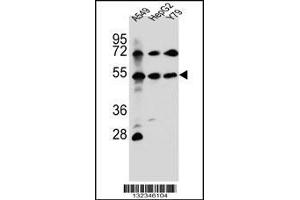 Western blot analysis in A549,HepG2,Y79 cell line lysates (35ug/lane). (FGFRL1 Antikörper  (N-Term))
