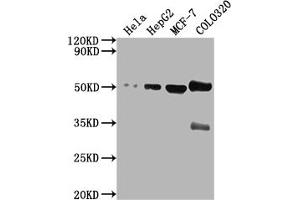 Western Blot Positive WB detected in: Hela whole cell lysate, HepG2 whole cell lysate, MCF-7 whole cell lysate, COLO320 whole cell lysate All lanes: CALR antibody at 1:2000 Secondary Goat polyclonal to rabbit IgG at 1/50000 dilution Predicted band size: 49 kDa Observed band size: 49 kDa (Calreticulin Antikörper  (AA 185-196))