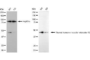 Western blotting analysis using thyroid hormone receptor interactor 13 antibody (ABIN7800555). (TRIP13 Antikörper)