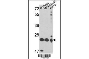 Western blot analysis of PRDX3 Antibody in NCI-H460,MDA-MB231,HepG2 cell line lysates (35ug/lane)(2ug/ml) (Peroxiredoxin 3 Antikörper  (N-Term))