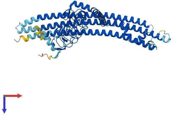 EPS8-Like 1 Protein (EPS8L1) (AA 1-523) (His tag)