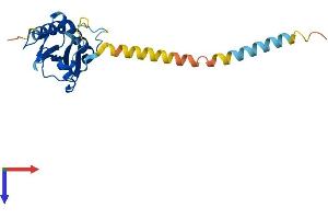 RTP2 Protein (AA 1-223) (His tag)