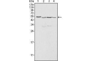 Western blot analysis using Calreticulin mouse mAb against Hela (1), A549 (2), NTERA2 (3) and MCF-7 (4) cell lysate. (Calreticulin Antikörper)