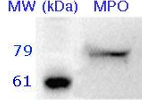 10 µg of neutrophil lysate was separated by 12% SDS-PAGE. (Myeloperoxidase Antikörper)