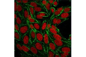 Confocal immunofluorescence image of HeLa cells using CD44 Mouse Monoclonal Antibody (156-3C11) Green (CF488) and Reddot is used to label the nuclei Red. (CD44 Antikörper)