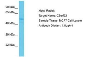 Image no. 1 for anti-Chromosome 5 Open Reading Frame 22 (C5ORF22) (AA 179-228) antibody (ABIN6750628) (C5ORF22 Antikörper  (AA 179-228))