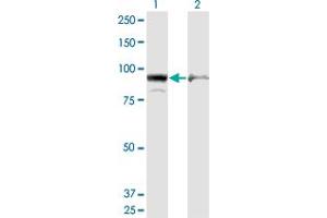 Western Blot analysis of AMPD2 expression in transfected 293T cell line by AMPD2 monoclonal antibody (M09), clone 6A8. (AMPD2 Antikörper  (AA 86-185))