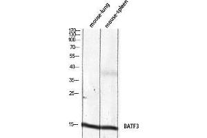 Western Blot (WB) analysis of Mouse Lung Mouse Spleen lysis using BATF3 antibody. (BATF3 Antikörper)