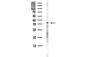 Western blot analysis of lysates from HepG2 cells(LPS,4h treatment), using Bag 1 Antibody at 1/1000 dilution.