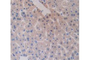 IHC-P analysis of Mouse Tissue, with DAB staining. (VPREB1 Antikörper  (AA 43-134))