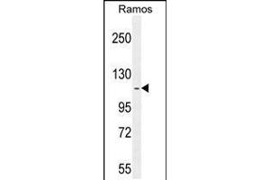 Western blot analysis in Ramos cell line lysates (35ug/lane). (HIP1 Antikörper  (N-Term))