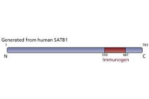 Image no. 2 for anti-SATB Homeobox 1 (SATB1) (AA 550-667) antibody (ABIN968403) (SATB1 Antikörper  (AA 550-667))